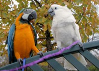/album/dobrevs-aviary/parrots1-jpg/